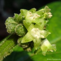 Psychotria dubia var. dubia (Wight) Alston